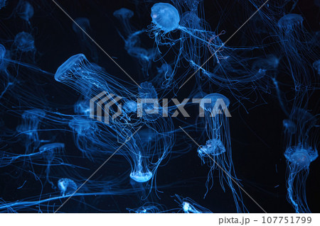 Group of Atlantic sea nettle jellyfish swimming in aquarium with blue neon light 107751799