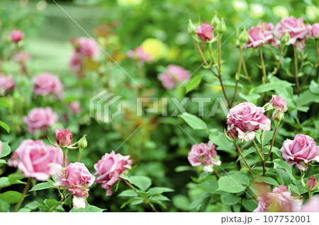 近所のバラ園でみた花 近所のバラ園でみた花 107752001