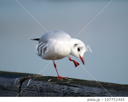 かもめ　冬の渡り鳥 107752485