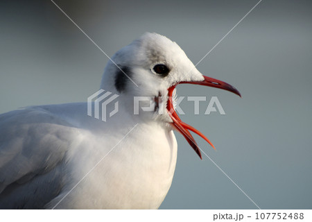 かもめ　冬の渡り鳥 107752488