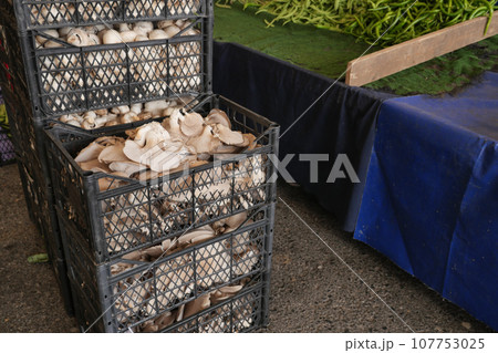 selling Fresh champignons mushroom at market selling Fresh champignons mushroom at market 107753025