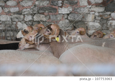 sheep animal in a farm land in istanbul , 107753063