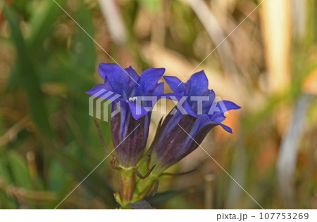山地の湿地に生える紫色の筒状の花が綺麗なホソバリンドウ 107753269