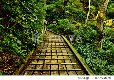 高尾山 稲荷山コースの風景 高尾山 稲荷山コースの風景 107753670