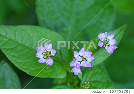 緑色の葉を背景に白色の花弁の先端がピンク色の染まった花の花序が綺麗なミゾソバ 107753702
