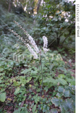 イヌショウマの白い花 107753715