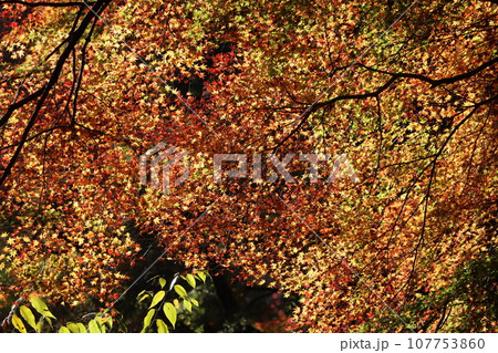 自然公園を彩る色とりどりの紅葉ー六 自然公園を彩る色とりどりの紅葉ー六 107753860