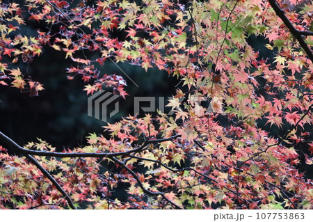 自然公園を彩る色とりどりの紅葉ー参 自然公園を彩る色とりどりの紅葉ー参 107753863