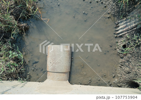 田んぼの水路の生態系 田んぼの水路の生態系 107753904