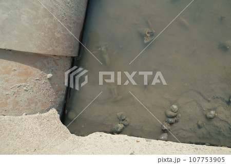 田んぼの水路の生態系 107753905