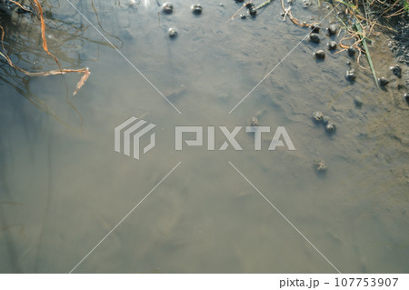 田んぼの水路の生態系 107753907