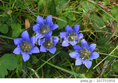 上から見た紫色の綺麗な花弁の花が並んで咲いている姿が美しいリンドウ 107753958