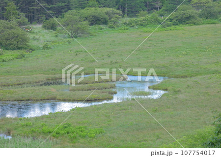 湿原の湿地帯 湿原の湿地帯 107754017