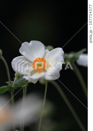 シュウメイギクの花の接写 107754377
