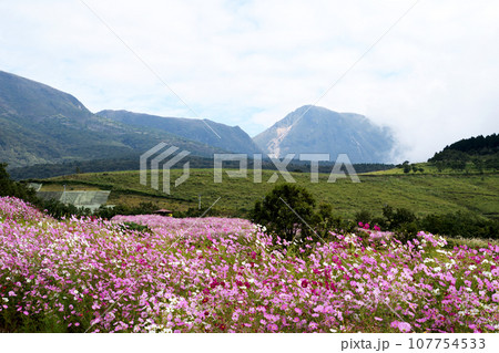 コスモスと九重連山. コスモスと九重連山. 107754533