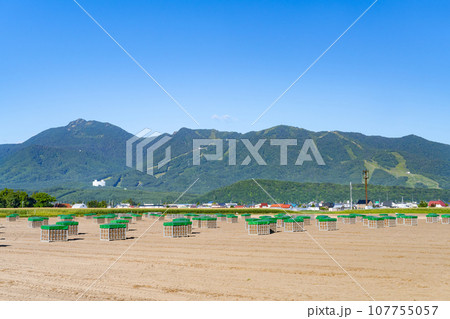 夏の北海道富良野市 玉ねぎ畑 夏の北海道富良野市 玉ねぎ畑 107755057