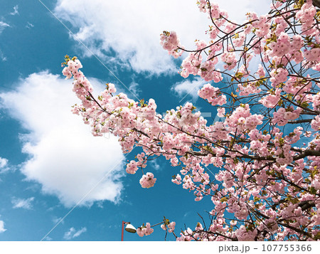 晴れた空と満開の桜 晴れた空と満開の桜 107755366
