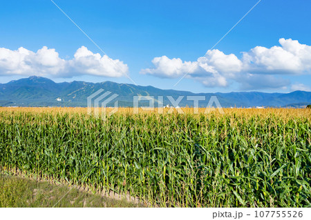 夏の北海道富良野市　とうもろこし畑のある風景 107755526