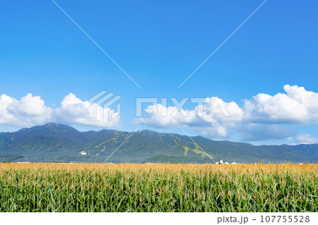夏の北海道富良野市　とうもろこし畑のある風景 107755528