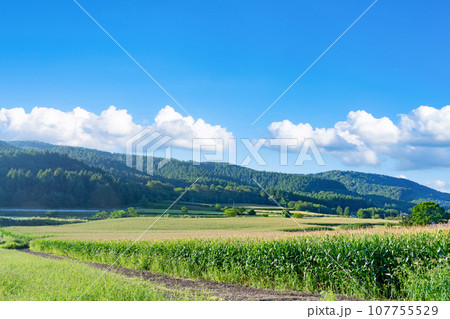 夏の北海道富良野市　とうもろこし畑のある風景 107755529