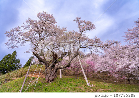 山形県白鷹町の置賜さくら回廊の殿入桜 107755588