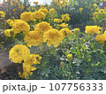 黄色い花 107756333