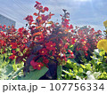 赤い花 107756334