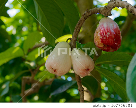 フトモモ科の熱帯果樹マレーフトモモ 107756501