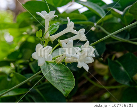 爽やかな芳香を持つマダガスカルジャスミンの花 107756503