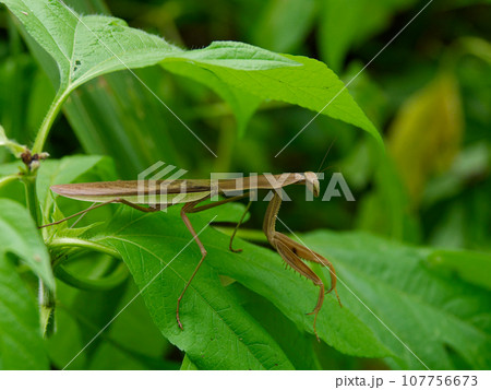 狩りをするオオカマキリ♀ 狩りをするオオカマキリ♀ 107756673