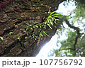 松の木肌に生える草 107756792
