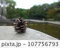 水辺の松ぼっくり 107756793