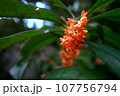 金木犀の花が咲いています 107756794