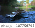 水辺の岩に乗る枯れ葉 107756795