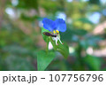 ツユクサの蜜を吸うハナアブ 107756796