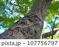 ゴツゴツした木肌 107756797