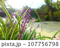 朝日に照らされるヤブラン 107756798
