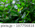 雨に濡れた生垣 107756818