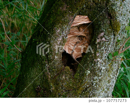 樹洞に作られたスズメバチの巣 107757273
