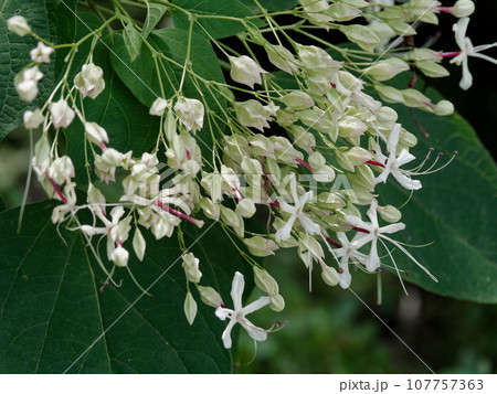 甘い香りを漂わせるシソ科クサギの白色の花 甘い香りを漂わせるシソ科クサギの白色の花 107757363