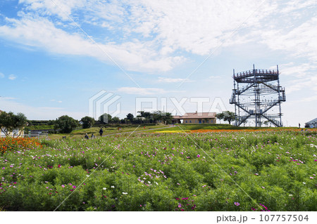 秋の花のある風景（神奈川県横須賀市ソレイユの丘） 107757504