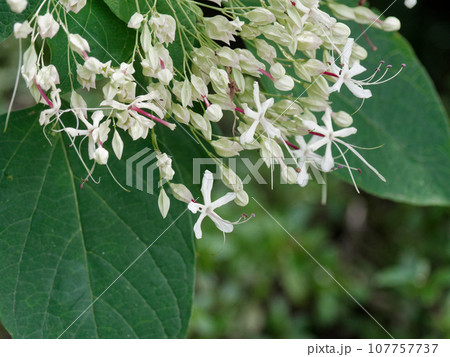 甘い香りを漂わせるシソ科クサギの白色の花 107757737