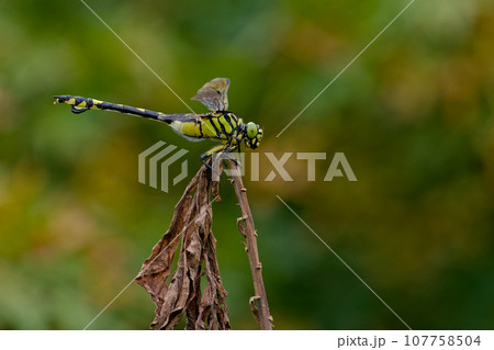 枯草に止まるサナエトンボ科ウチワヤンマ♀ 枯草に止まるサナエトンボ科ウチワヤンマ♀ 107758504