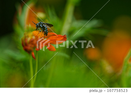 幸せを運ぶ青い蜂　ナミルリモンハナバチの訪花 107758523