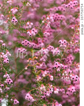 花いっぱい!(満開のうす紫色のエリカ) 花いっぱい!(満開のうす紫色のエリカ) 107758754