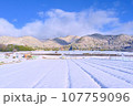 冬の嵯峨野 107759096