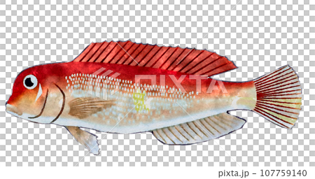 方頭魚 方頭魚 107759140