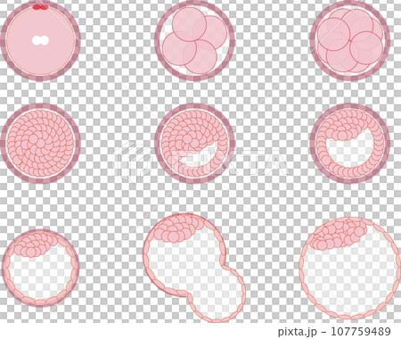 人の胚発育の過程 人の胚発育の過程 107759489