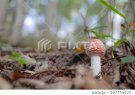 ベニテングタケ余白あり右横 107759725