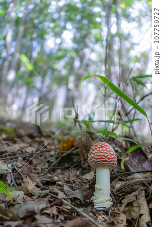 ベニテングタケ余白あり縦 107759727